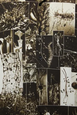 Curio Gothic Short Sleeve Shirt